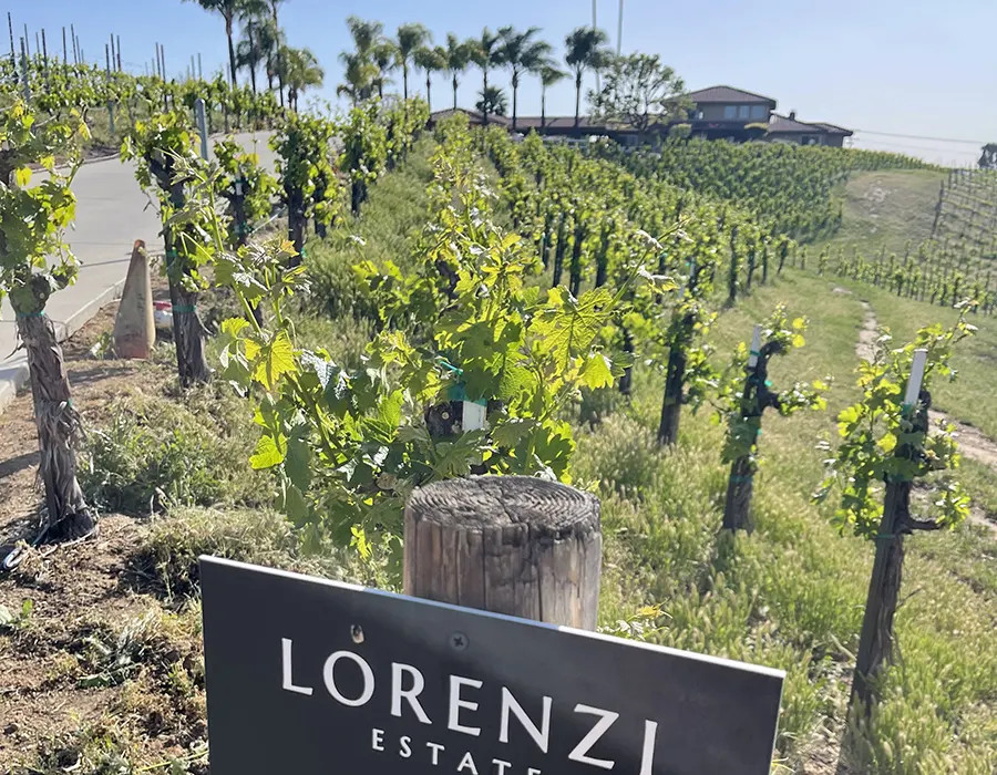 Lorenzi Estate Vineyards & Winery Photo 1