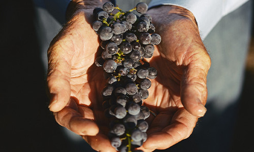 Mediterranean Wines