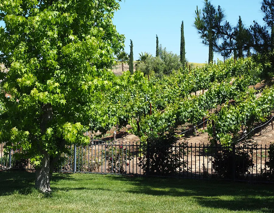 Baily Vineyard & Winery Photo 5