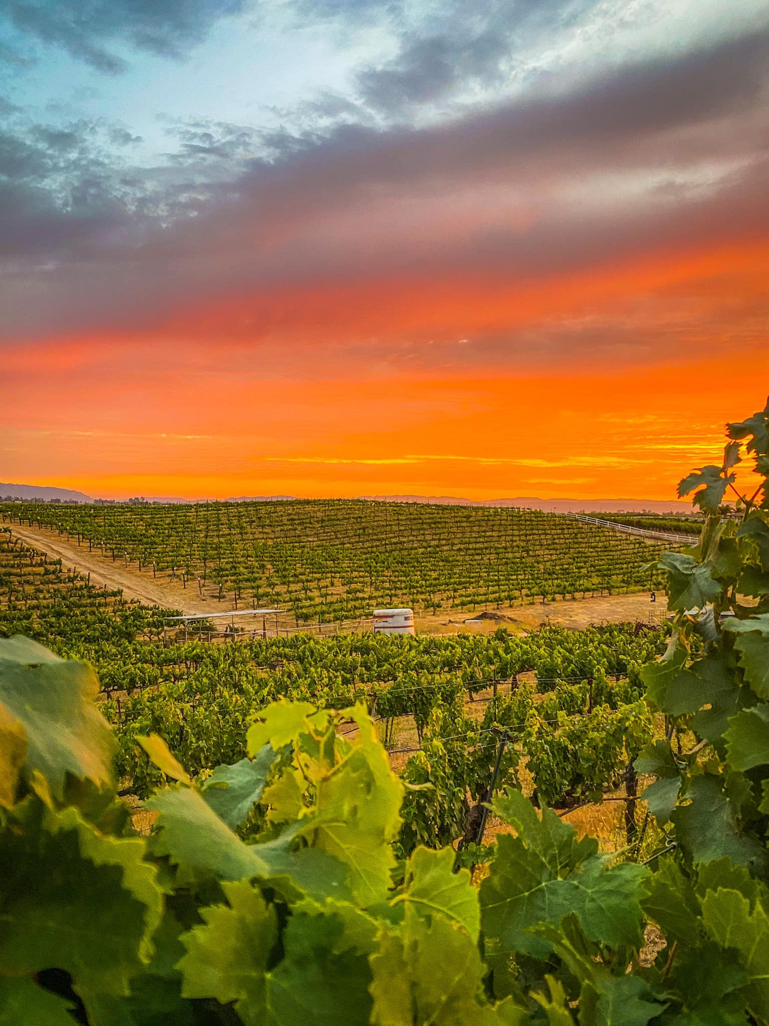 Friday Night Sunsets at Palumbo Winery