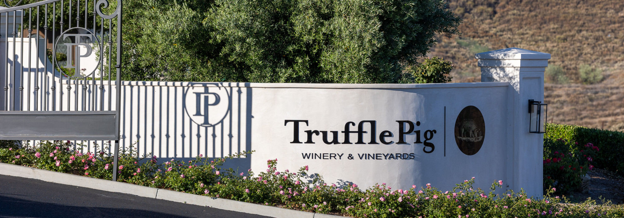 Truffle Pig