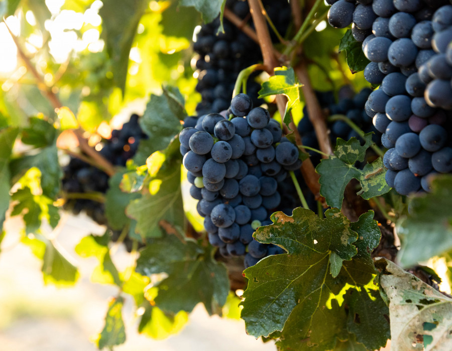 Thornton Winery Photo 2