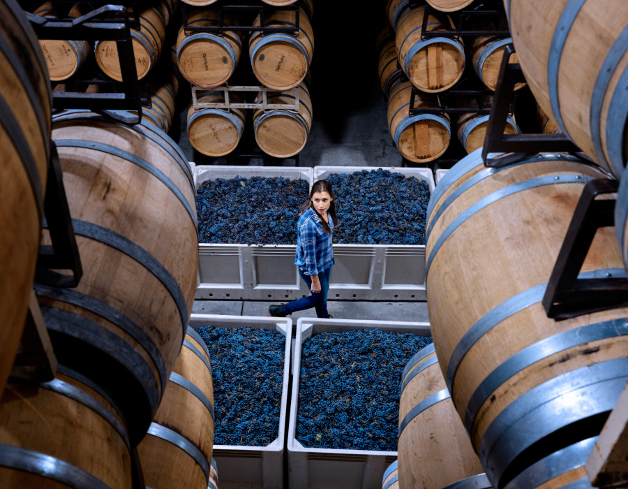 Robert Renzoni Vineyards & Winery Photo 1