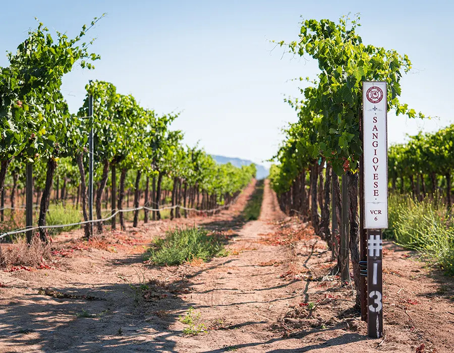 Mount Palomar Winery Photo 5
