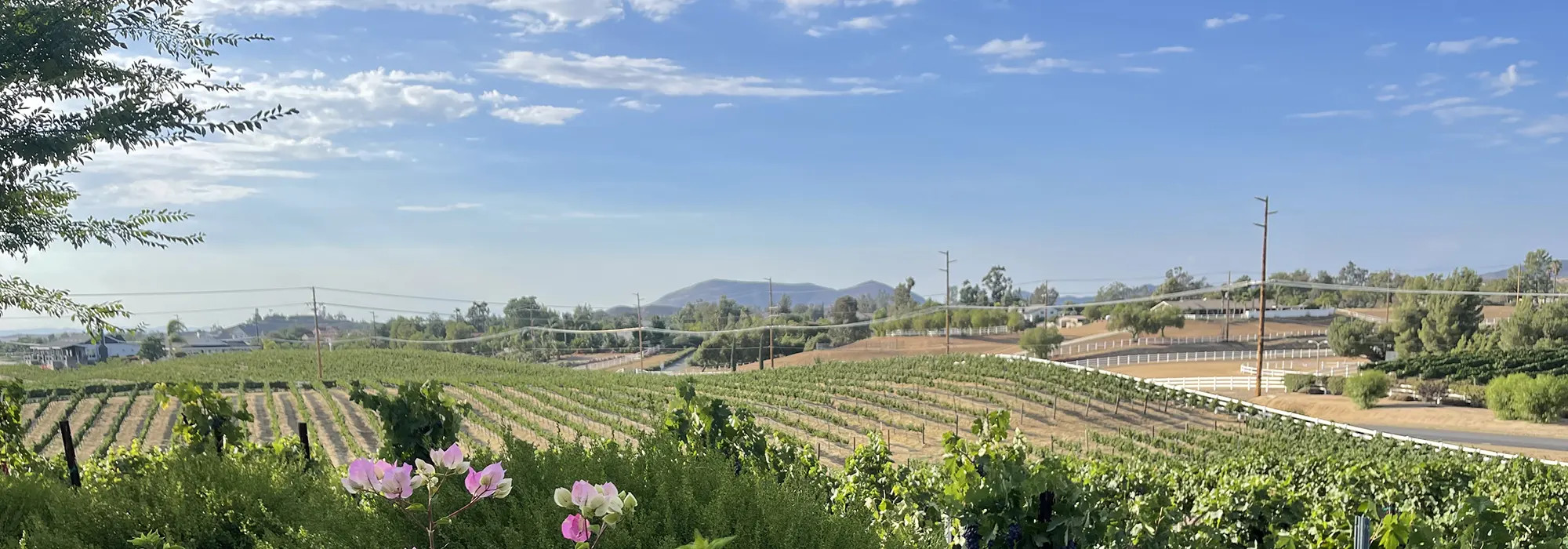 Lorenzi Estate Vineyards & Winery