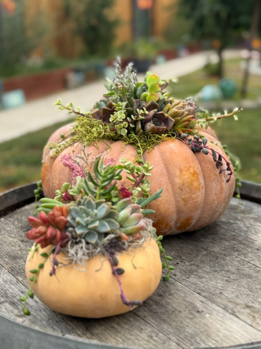 Pumpkin Centerpiece Class @Akash Winery