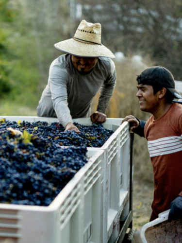 Akash Winery - Harvest Mini-Tours @Akash