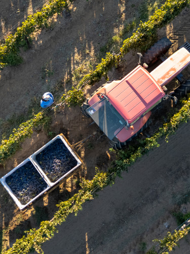 Harvest Weekend at Leoness Cellars